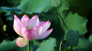 普兰店荷花湾