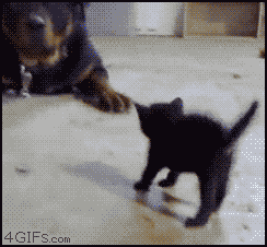 18.gif