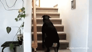 19.gif