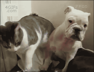 22.gif