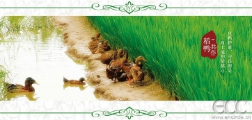 稻鸭乡稻鸭米  微山湖产 新米非转基因无公害